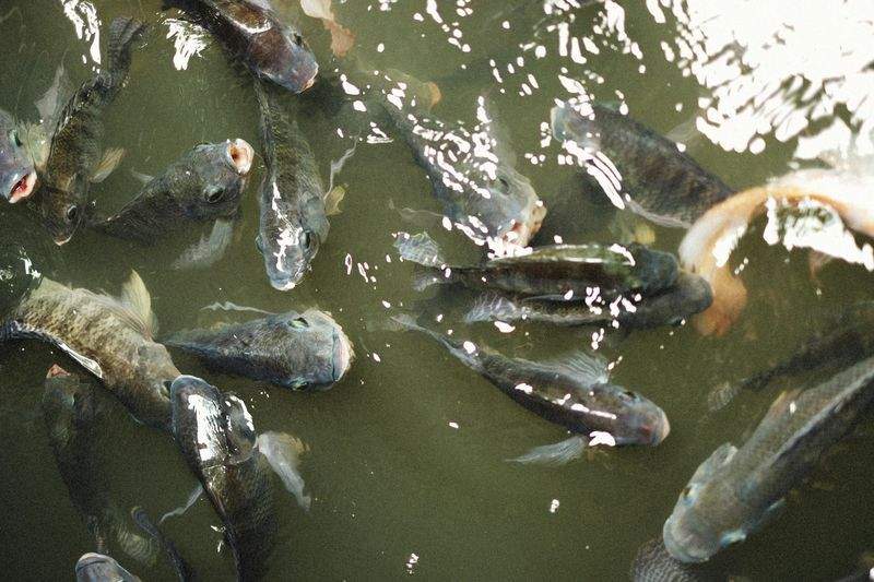 Captura y suministro de pescado fresco de temporada
